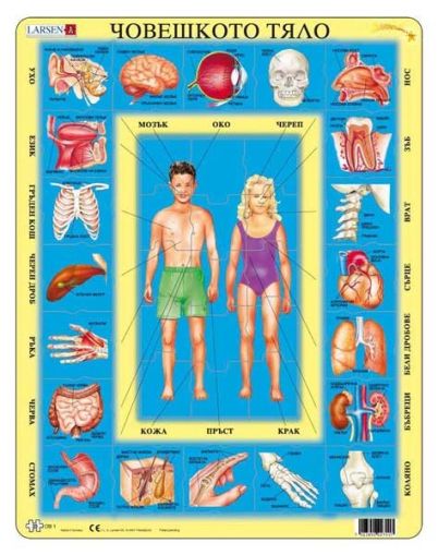 Larsen Maxi пъзел Човешкото тяло, 35 части 